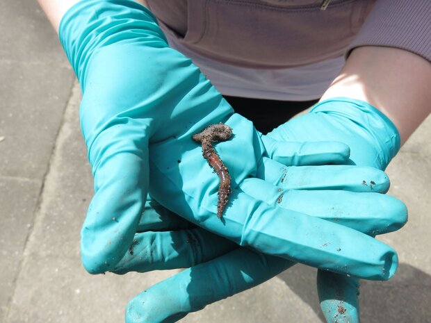 Ein Regenwurm auf blauen Gummihandschuhen