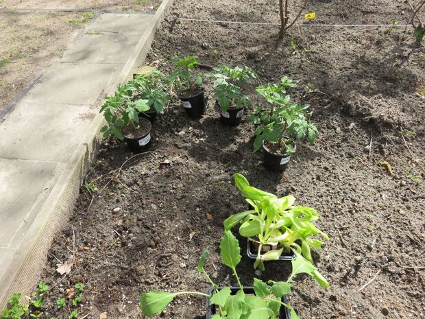 Tomatenpflanzen in Töpfen