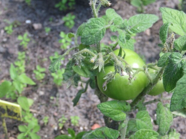 Tomatenpflanze mit grüner Tomate