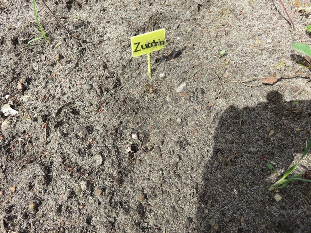Schild mit Aufschrift "Zucchini" im Boden